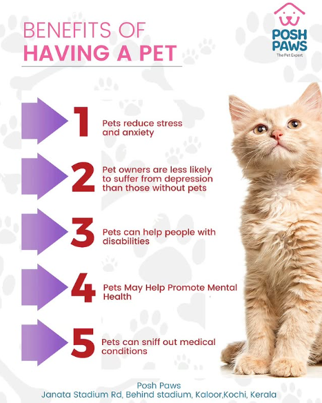 Posh paw pets Gallery Image